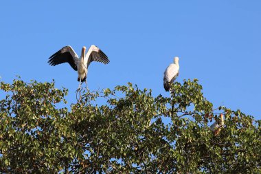 Nimmersatt / Yellow-billed stork / Mycteria ibis