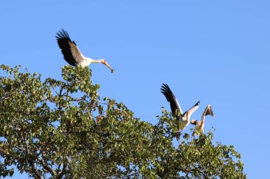 Nimmersatt / Yellow-billed stork / Mycteria ibis