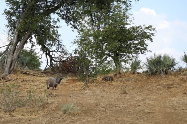 Nyala / Nyala / Tragelaphus angasi