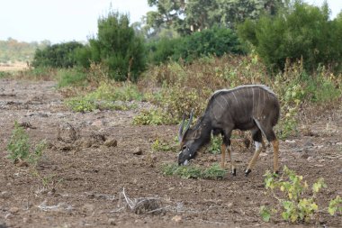 Nyala / Nyala / Tragelaphus angasi