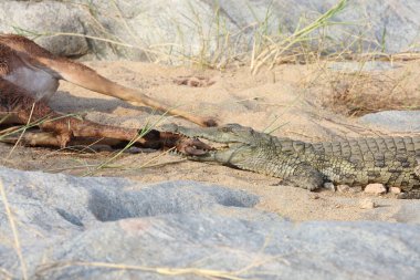 Schwarzfersenantilope und Nilkrokodil / Impala and Nile crocodile / Aepyceros melampus et Crocodylus Niloticus