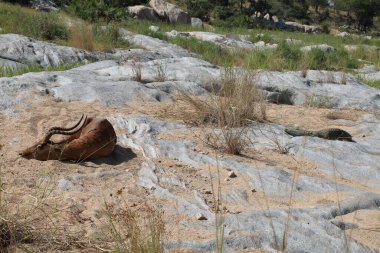 Schwarzfersenantilope und Nilkrokodil / Impala and Nile crocodile / Aepyceros melampus et Crocodylus Niloticus