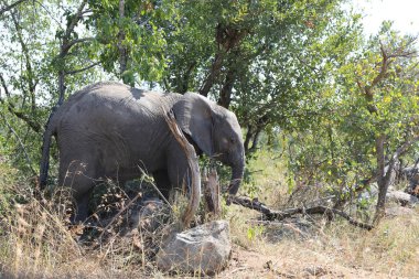 Afrikanischer Elefant / African elephant / Loxodonta africana