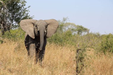 Afrikanischer Elefant / African elephant / Loxodonta africana