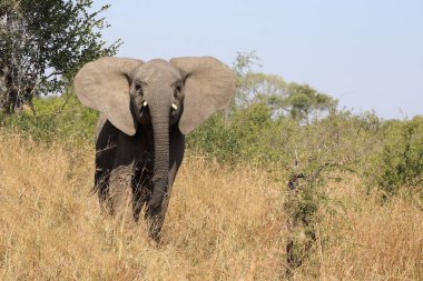 Afrikanischer Elefant / African elephant / Loxodonta africana
