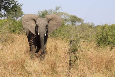 Afrikanischer Elefant / African elephant / Loxodonta africana