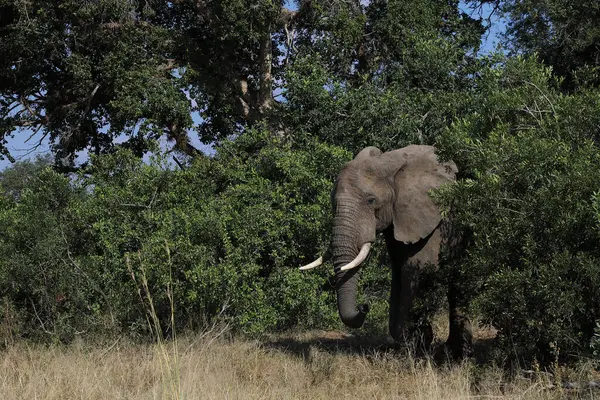 Afrikanischer Elefant African Elephant Loxodonta Africana — стокове фото