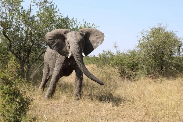 Afrikanischer Elefant African Elephant Loxodonta Africana — стокове фото