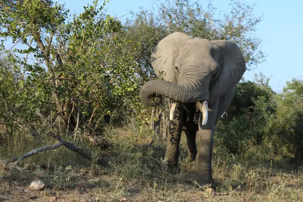 Afrikanischer Elefant African Elephant Loxodonta Africana — 스톡 사진