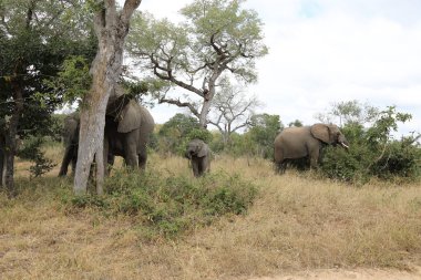 Afrikanischer Elefant / African elephant / Loxodonta africana