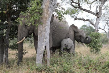Afrikanischer Elefant / African elephant / Loxodonta africana