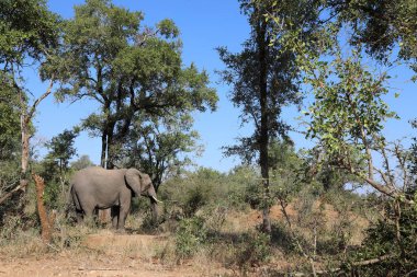 Afrikanischer Elefant / African elephant / Loxodonta africana