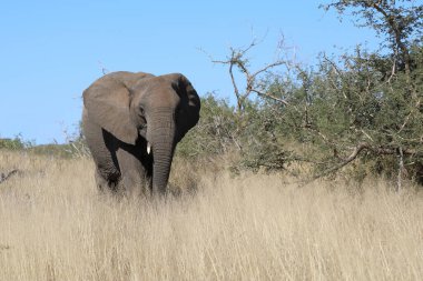 Afrikanischer Elefant / African elephant / Loxodonta africana