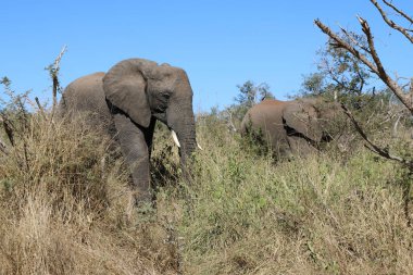 Afrikanischer Elefant / African elephant / Loxodonta africana