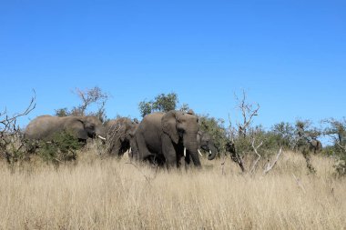 Afrikanischer Elefant / African elephant / Loxodonta africana