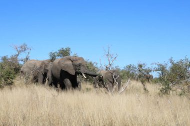 Afrikanischer Elefant / African elephant / Loxodonta africana
