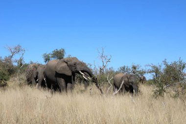 Afrikanischer Elefant / African elephant / Loxodonta africana