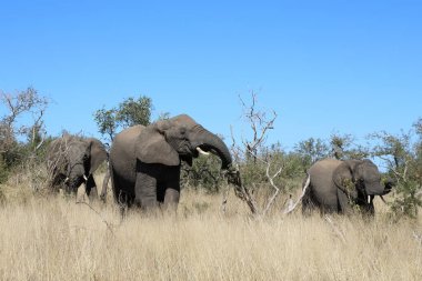 Afrikanischer Elefant / African elephant / Loxodonta africana