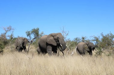 Afrikanischer Elefant / African elephant / Loxodonta africana