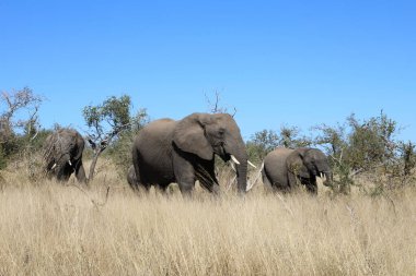 Afrikanischer Elefant / African elephant / Loxodonta africana