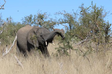 Afrikanischer Elefant / African elephant / Loxodonta africana