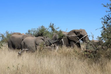 Afrikanischer Elefant / African elephant / Loxodonta africana