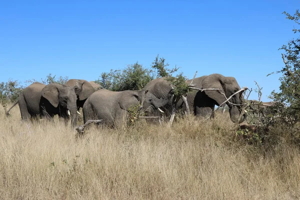 Afrikanischer Elefant / African elephant / Loxodonta africana