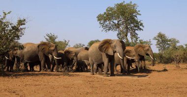 Afrikanischer Elefant / African elephant / Loxodonta africana