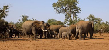 Afrikanischer Elefant / African elephant / Loxodonta africana