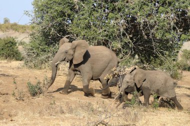 Afrikanischer Elefant / African elephant / Loxodonta africana