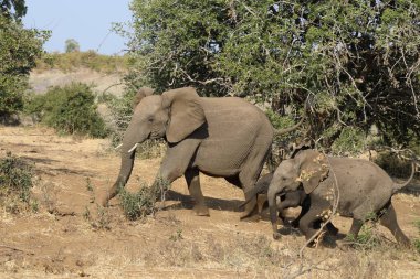 Afrikanischer Elefant / African elephant / Loxodonta africana