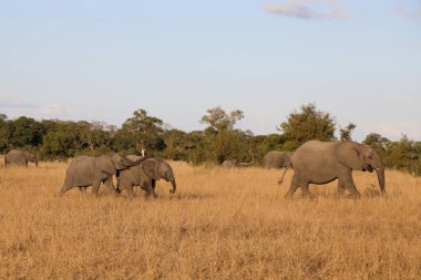 Afrikanischer Elefant / African elephant / Loxodonta africana