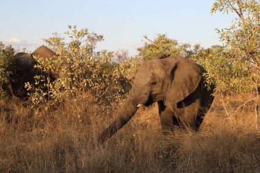 Afrikanischer Elefant / African elephant / Loxodonta africana