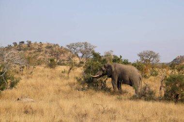 Afrikanischer Elefant / African elephant / Loxodonta africana
