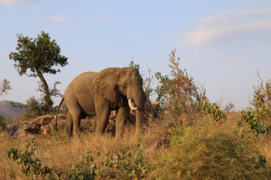 Afrikanischer Elefant / African elephant / Loxodonta africana