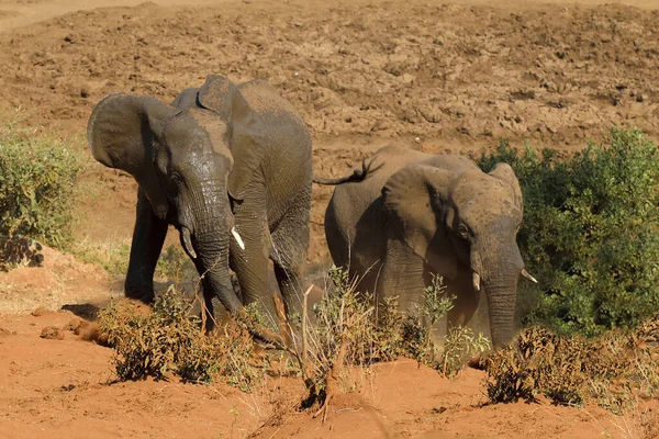 Afrikanischer Elefant African Elephant Loxodonta Africana — 스톡 사진