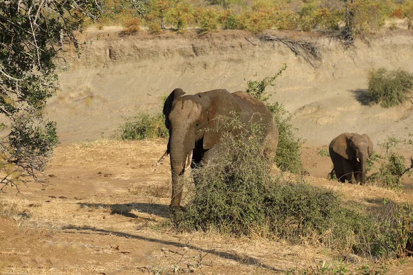 Afrikanischer Elefant African Elephant Loxodonta Africana — Foto Stock