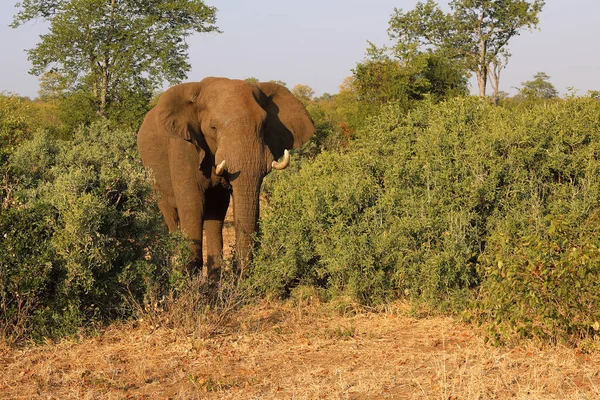 Afrikanischer Elefant African Elephant Loxodonta Africana — Stock fotografie