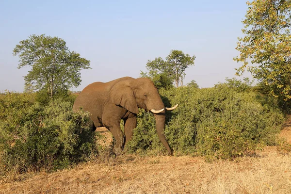 Afrikanischer Elefant African Elephant Loxodonta Africana — стокове фото