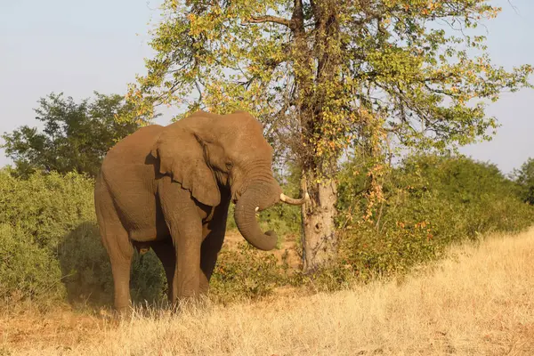 Afrikanischer Elefant Αφρικανικός Ελέφαντας Loxodonta Africana — Φωτογραφία Αρχείου