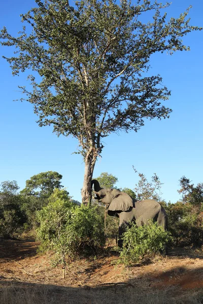 Afrikanischer Elefant African Elephant Loxodonta Africana — Stockfoto