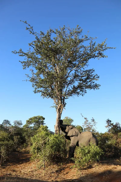 Afrikanischer Elefant African Elephant Loxodonta Africana — Stockfoto