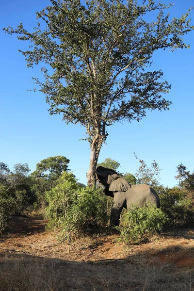 Afrikanischer Elefant African Elephant Loxodonta Africana — Stockfoto