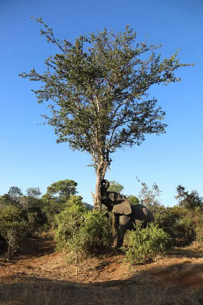 Afrikanischer Elefant African Elephant Loxodonta Africana — Stockfoto