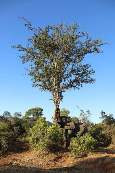 Afrikanischer Elefant African Elephant Loxodonta Africana — Stockfoto