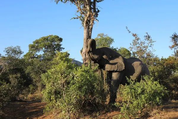 Afrikanischer Elefant African Elephant Loxodonta Africana — Fotografia de Stock