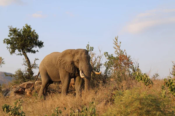 Afrikanischer Elefant African Elephant Loxodonta Africana — Stock fotografie