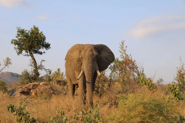 Afrikanischer Elefant African Elephant Loxodonta Africana — Stock fotografie