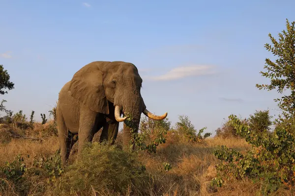 Afrikanischer Elefant Αφρικανικός Ελέφαντας Loxodonta Africana — Φωτογραφία Αρχείου