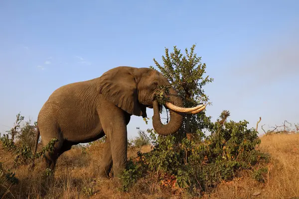 Afrikanischer Elefant African Elephant Loxodonta Africana — 스톡 사진